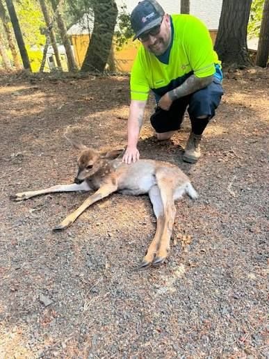 A man on his way to work took a quick detour to help a deer. The deer's  head was stuck in a dog food bag. The video captures the moment he freed