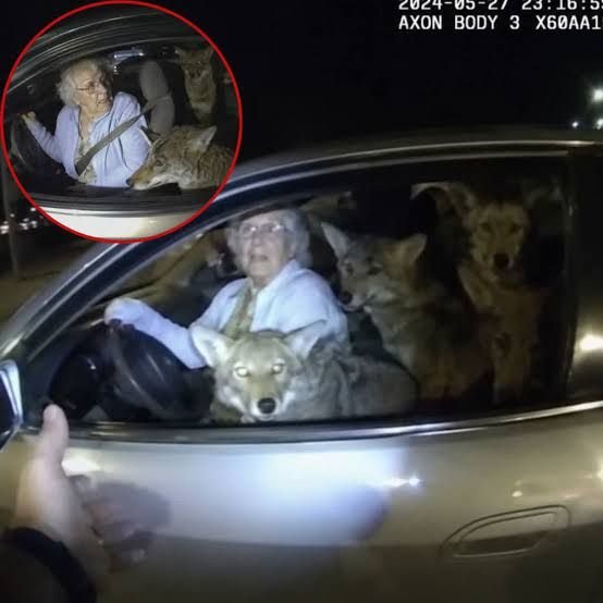 Elderly woman mistakenly rescues wild coyotes thinking they are homeless  dogs